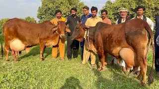 World Famous Cholistani Cows 🏆 | Highest Milk Record | Ali Randhava Milk Competition 2026