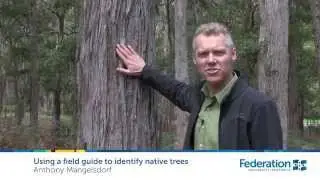 Using a field guide to identify native trees