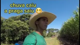 TIVE QUE PASSAR VENENO NO PIQUETE NOVO ANTES QUE AS ERVAS DANINHAS INVADISSE 😱