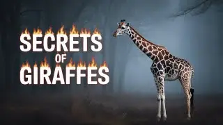 The Hidden Truth About Giraffes: The Gentle Giants You Never Truly Knew!