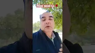 phool gulab ka #shorts #ytshorts #bollywood #song #movie #hindisong #trending #viral