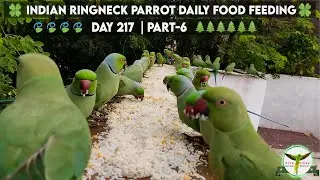 Indian Ringneck Parrot & Squirrel Cute Feeding Time 🦜| Soaked Rice Day-217 | Part-6🍀