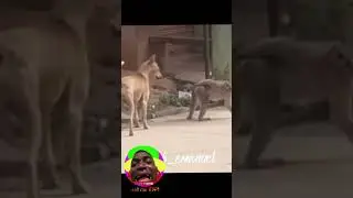 &ldquo;Funny Meme | Kana Qoosi | New Ethiopian Meme&rdquo;&ldquo;Subscribe for daily memes in Amharic #ethiopia