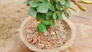 #jade_plant #aaa_tricks #shorts #jade bonsai #gardening