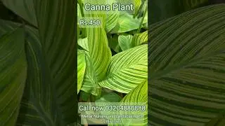 Canna Plant &ndash; The Summer Star of Every Garden! #gardendesign #meharnursery #indoorplante