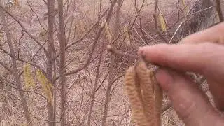 Hazelnut Pollination