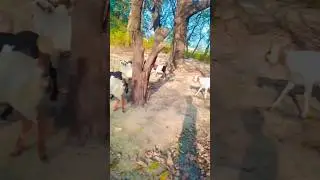 baby Goat sounds #shortvideo #baby #goat #beautiful #viralvideo #beautiful #viralvideo