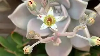 PLANTA FANTASMA - GRAPTOPETALUM PARAGUAYENSE
