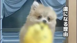 構ってもらえない子犬ポメラニアンを救ったおもちゃがすごすぎた
