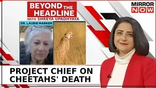 Exclusive: Cheetah Conservation Chief On Alarming Deaths In India's Project | Beyond The Headline