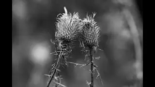 Intimate Landscape Photography in Black and White