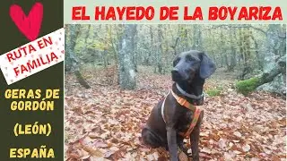 HAYEDO DE LA BOYARIZA, GERAS DE GORDÓN  (LEÓN). Ruta en familia  con tu perro. Senderismo con Nala.