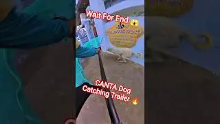 Amazing Double Dog Catch Trailer#dogwithpublicsafety #dog #amazing #pets #ytviral #shorts #dogshorts
