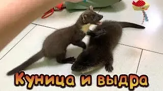 ИГРЫ ВЫДРЫ И КУНИЦЫ