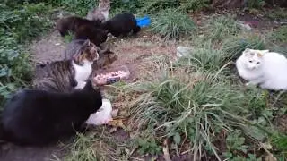 ANIMALS ARE FREEZING!!! Steal, dig up, find!
