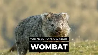 The Wombat&mdash;The Barrel-Shaped Builder of Australia 🐾 | The Wise Hub #shorts #facts #animals #wildlife