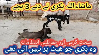 (681) Delivery of a Goat in very Hot weather/Sakht Garmi me Bakri ki delivery