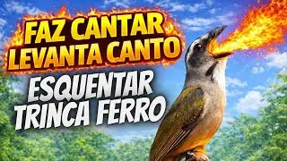 FAZ CANTAR LEVANTA CANTO ESQUENTAR TRINCA FERRO 