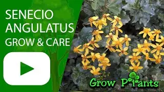Senecio angulatus - grow & care (Creeping groundsel)