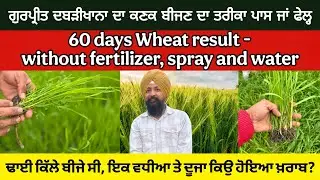 60 days wheat report, no water no spray। ਗੁਰਪ੍ਰੀਤ ਦਬੜੀਖਾਨਾ ਦਾ ਕਣਕ ਦੀ ਬਿਜਾਈ ਦਾ ਤਰੀਕਾ ਪਾਸ ਜਾਂ ਫੇਲ੍ਹ?