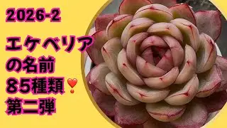 【多肉植物】エケベリアのお名前ご紹介第二弾❣️