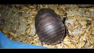 Polyphaga aegyptiaca Linnaeus, 1758 Egyptian cockroach In English  female Greece by Theo