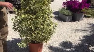 Euonymus &ldquo;Variagata&rdquo;&ndash; Providing A Year Round Color To Your Garden