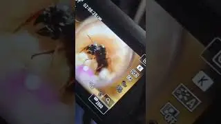 Very Big Pet Ant! - From Ant Antics!