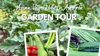 WHAT ASIAN VEGETABLES GROW IN AUSTRIA? | COOK WITH EMS
