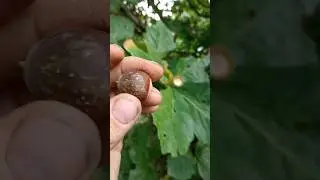 swamp white oak acorn harvest. #harvestacorns #backyardnursery  #wildacorns #swampoak #whiteoak