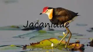 How to Pronounce Jacanidae?