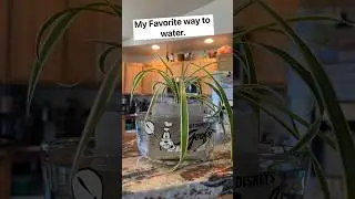 Satisfying Spider Plant Watering Timelapse | Bottom Watering Technique