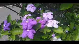 Manac&aacute;-de-Cheiro/(Brunfelsia uniflora) [Leitura na Descri&ccedil;&atilde;o]#plantas