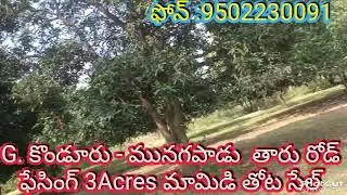#MANGO GARDEN SALE || G. KONDURU  || Vijayawada || Ibrahimpatnam || Mylavaram || ph:9502230091