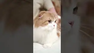 ฅ^&bull;ﻌ&bull;^ฅ cuddliness is loading