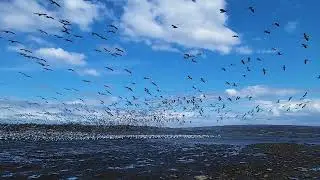 Snow geese playing in Quebec