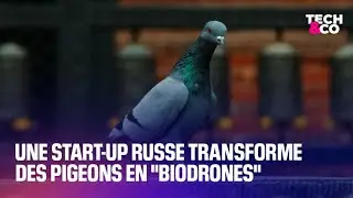Une start-up russe transforme des pigeons en 