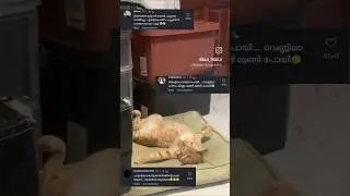 Depressed Cat😂 #funnyvideo #meow #lost
