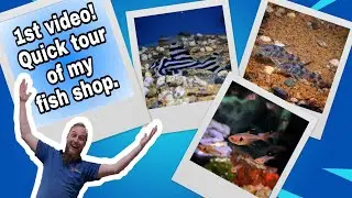 1st Video! Quick tour of my fish shop!
