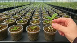 How to Propagate Orchids Using Plastic Cups and Moist Moss Simply at Home