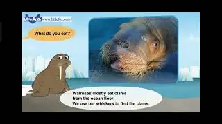 Meet the Animals: Walrus vs Elephant Seal