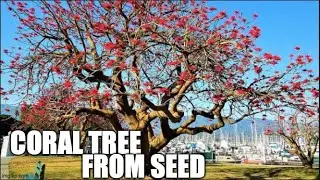 growing coral tree