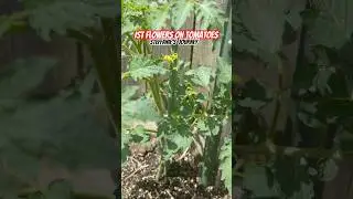 Tomatoes Have Started To Flower | Urban Garden| Zone 8A GA || Steffanie&rsquo;s Journey
