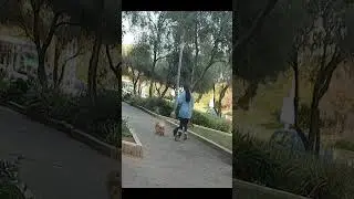 Tel Aviv`s dogs