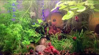 「Shrimp Cam」