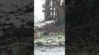 Frozen Water Forces This Bird to Find Food on Land ❄️ Winter Is Hard for Birds #shorts #animals #fyp
