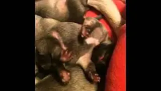 Scooter the baby Puginese
