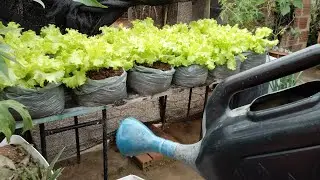 Posso regar minha horta com o sol quente