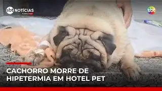 Cachorro morre após sofrer hipertermia em hotel pet no litoral de SP | #SBTNotícias