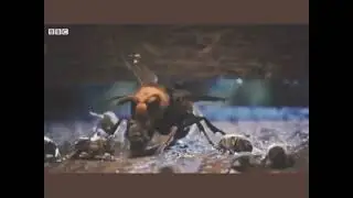 Stupid bee, get clapped on Minecraft meme IRL